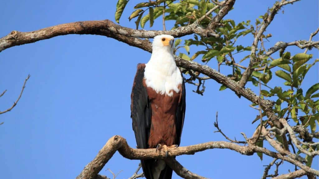 African Fish Eagle in tree
